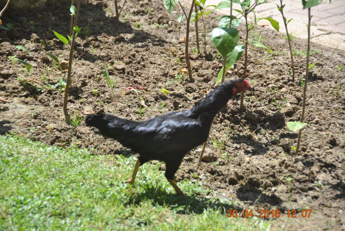 imagini hotel VON GOLDEN BEACH